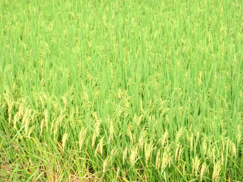 Ripe Rice.